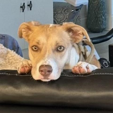 Lulu lab 3