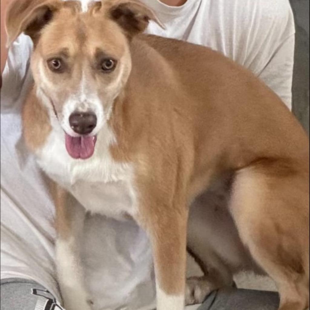 Lulu lab