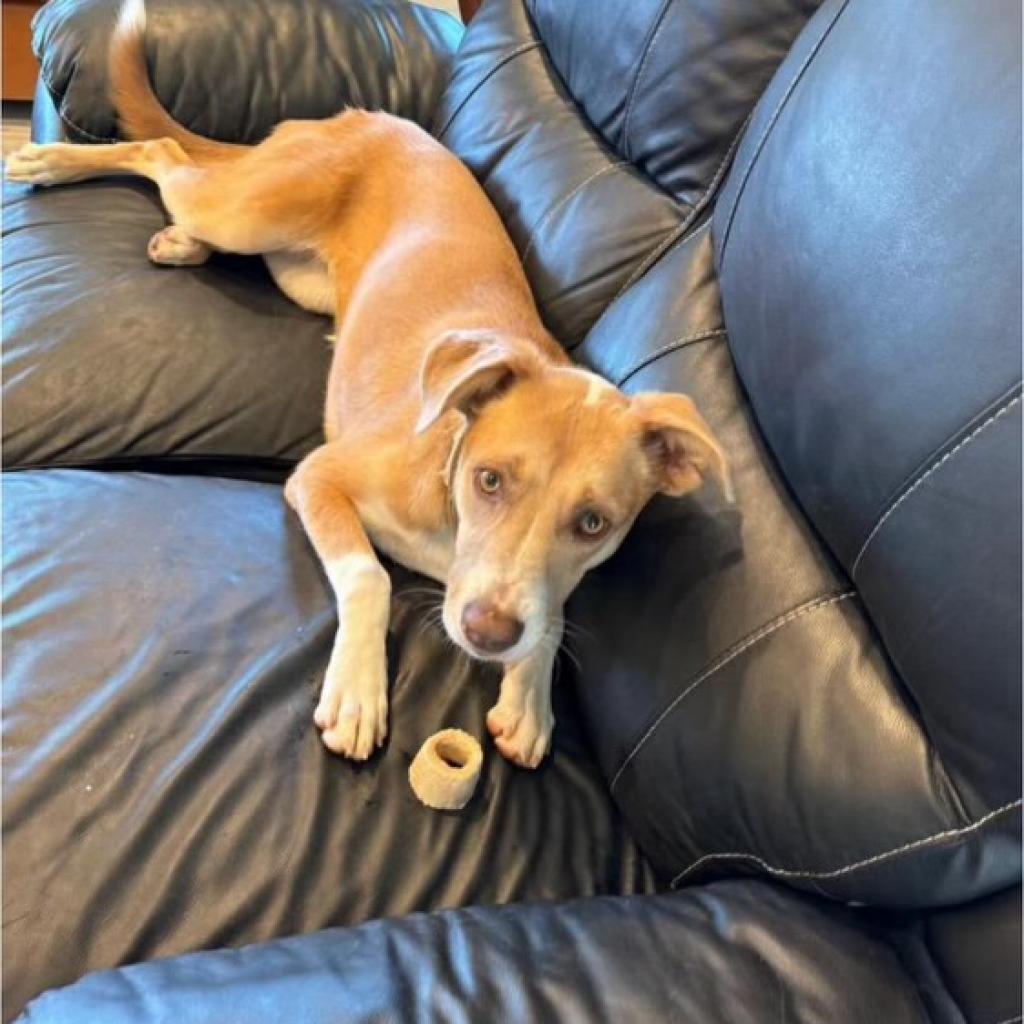 Lulu lab