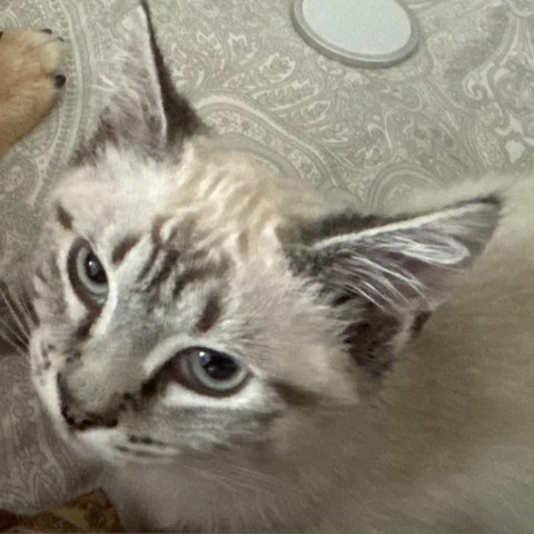 Silver Moonbeam, an adoptable Domestic Short Hair in Baker City, OR, 97814 | Photo Image 1