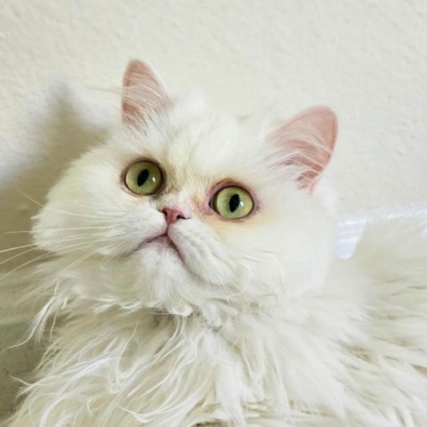 Chloe Umer, an adoptable Persian in Merrifield, VA, 22116 | Photo Image 1