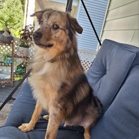 Max, an adoptable Keeshond, Australian Shepherd in Normal, IL, 61761 | Photo Image 1