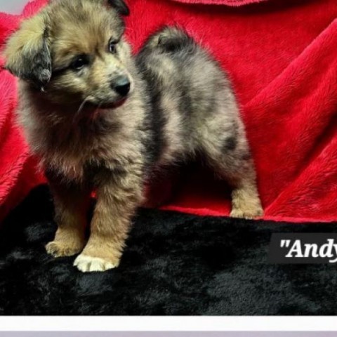 Max, an adoptable Keeshond, Australian Shepherd in Normal, IL, 61761 | Photo Image 2