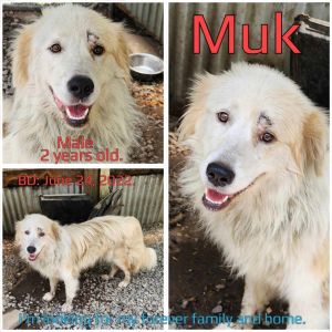 Muk
