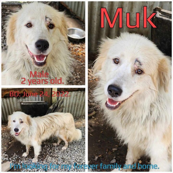 Muk 1