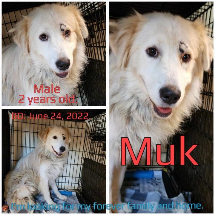 Muk 2