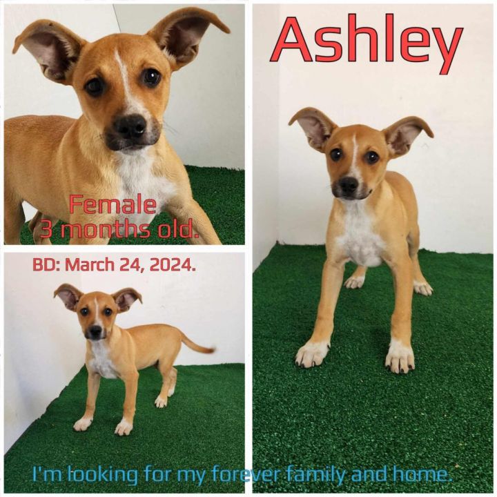 Ashley 2