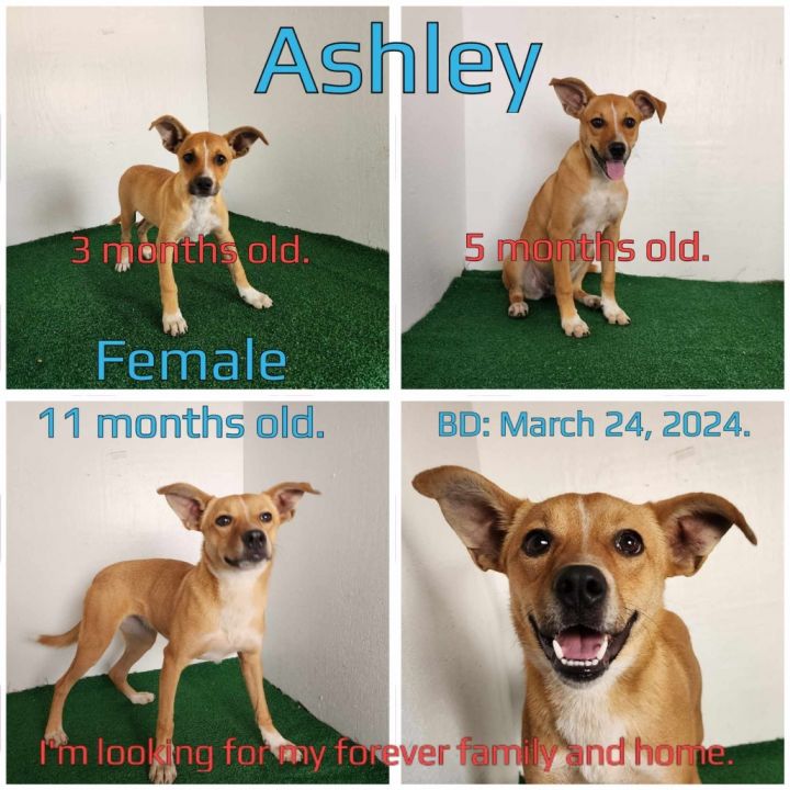 Ashley 3