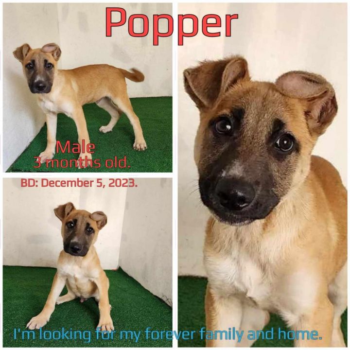 Popper 2