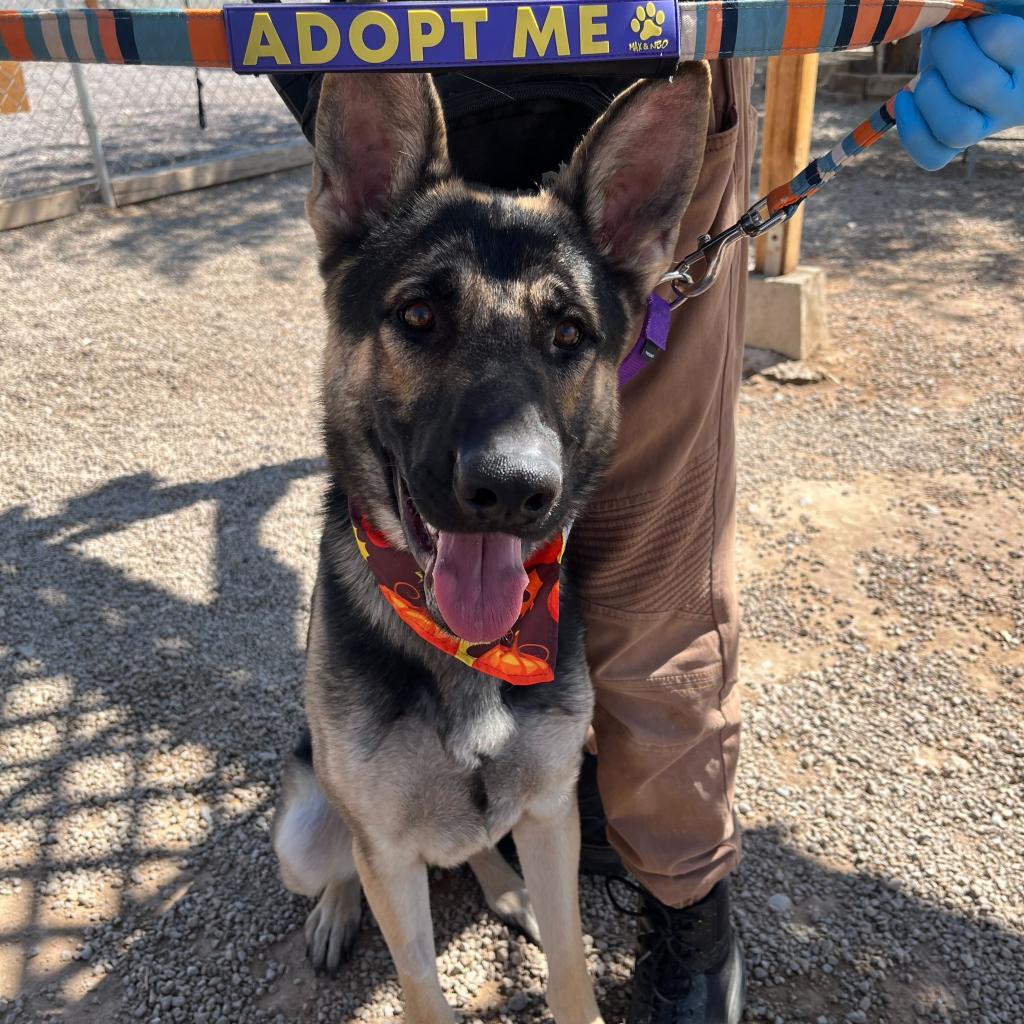 Captain, an adoptable German Shepherd Dog in Las Vegas, NV, 89146 | Photo Image 1