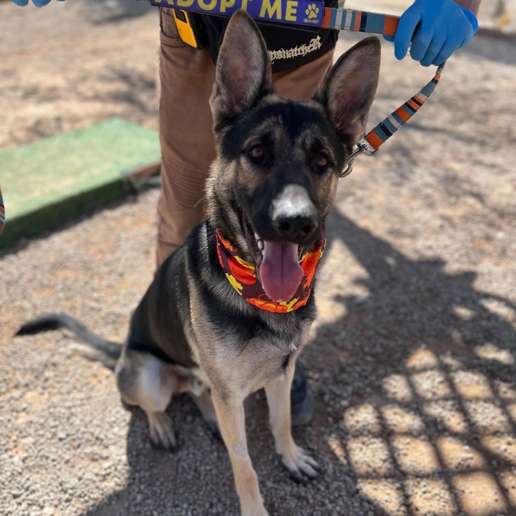 Captain, an adoptable German Shepherd Dog in Las Vegas, NV, 89146 | Photo Image 2