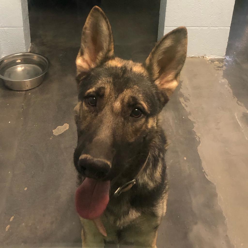 Captain, an adoptable German Shepherd Dog in Las Vegas, NV, 89146 | Photo Image 3