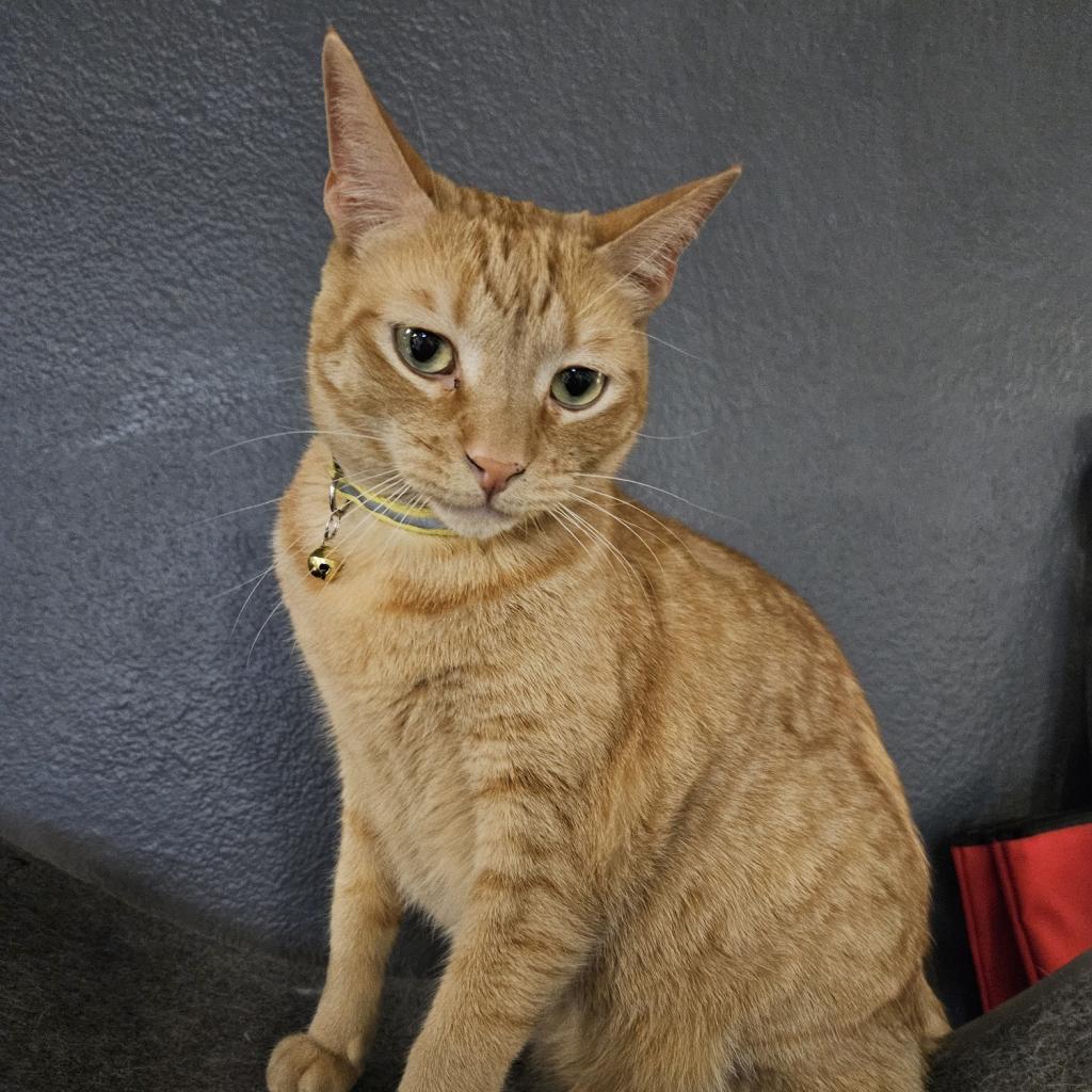 Buddy, an adoptable Domestic Short Hair in Las Vegas, NV, 89146 | Photo Image 2