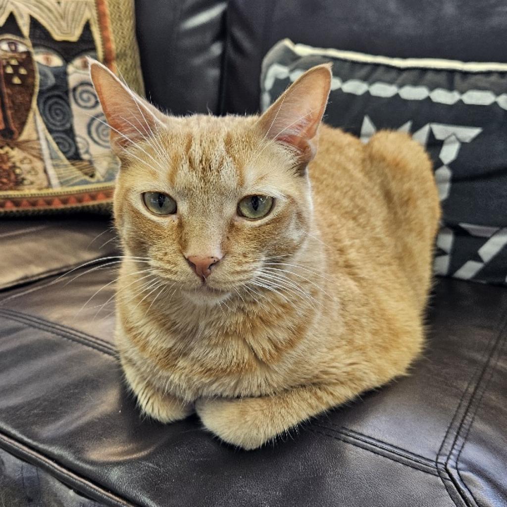 Buddy, an adoptable Domestic Short Hair in Las Vegas, NV, 89146 | Photo Image 5