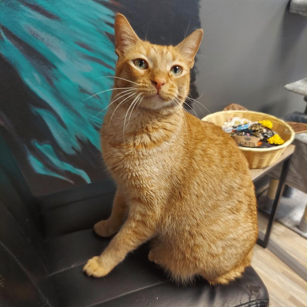 Buddy, an adoptable Domestic Short Hair in Las Vegas, NV, 89146 | Photo Image 6