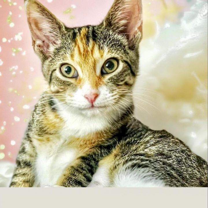 Tabitha 1
