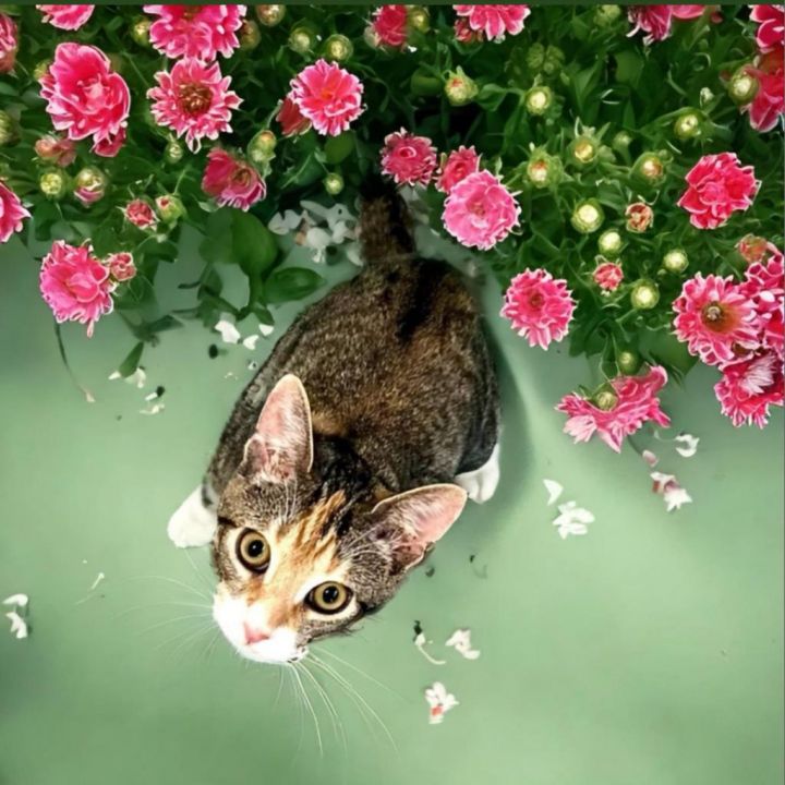 Tabitha 3