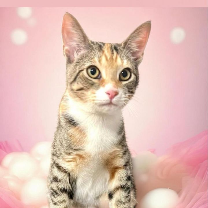 Tabitha 4