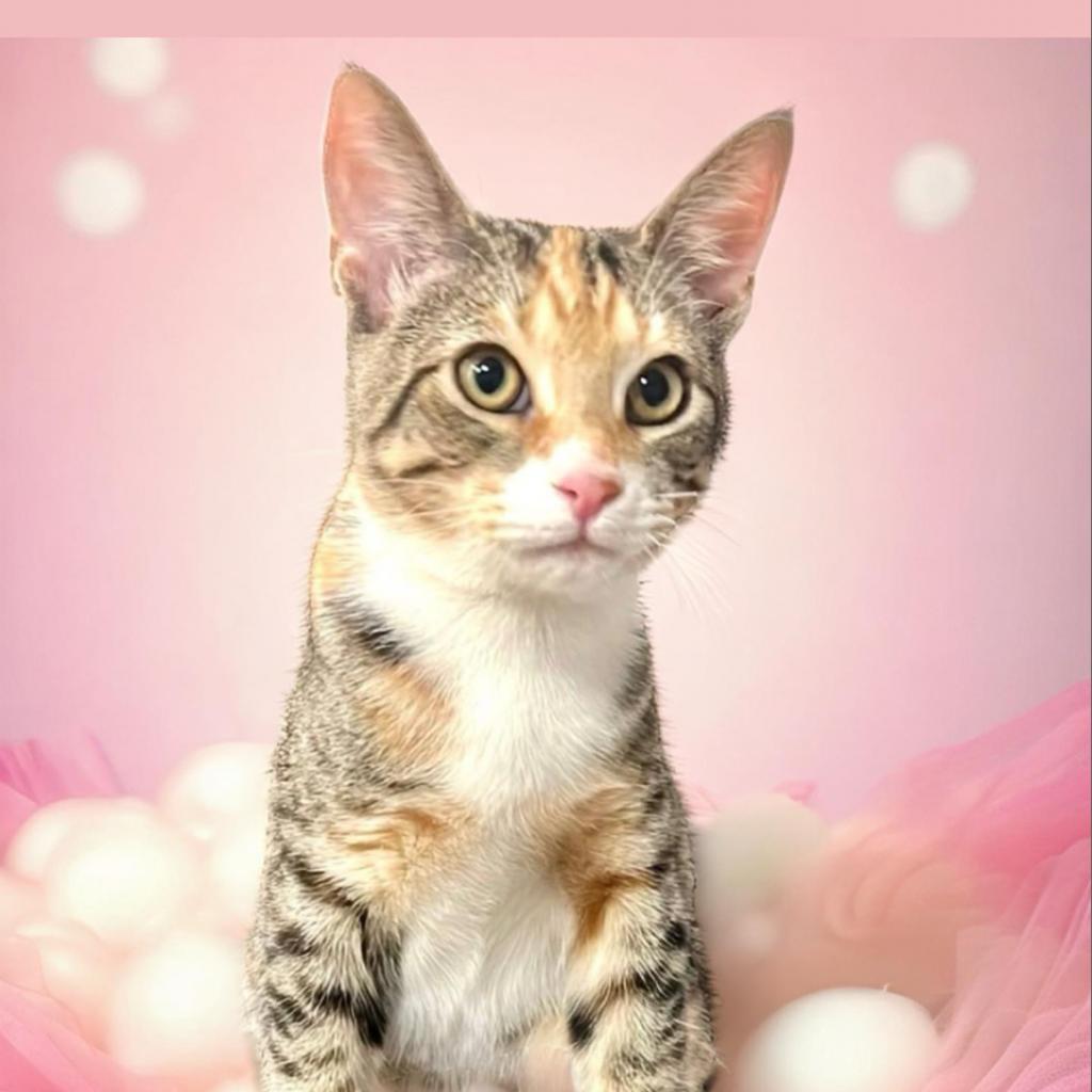 Tabitha