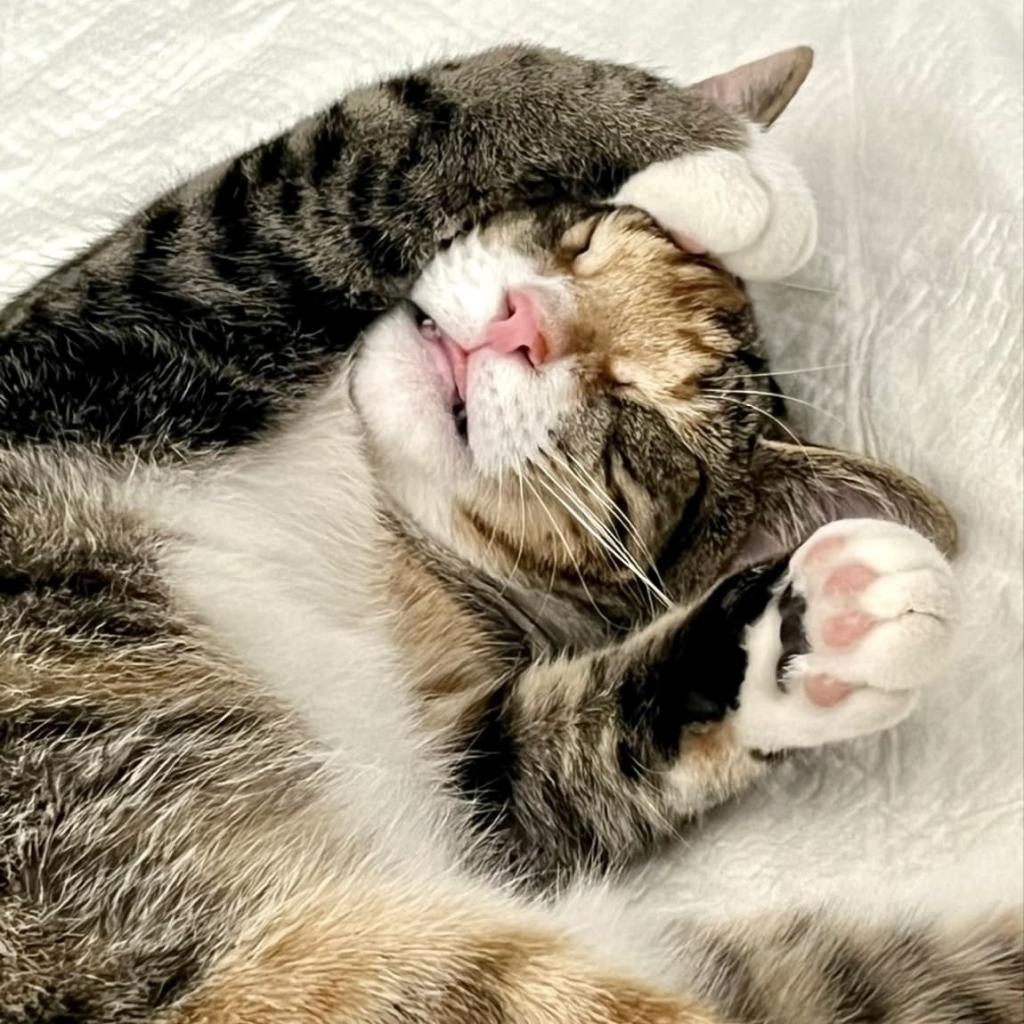 Tabitha
