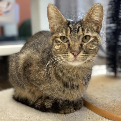 Enoch--Super sweet and loving!, an adoptable Domestic Short Hair in Flagstaff, AZ, 86004 | Photo Image 1