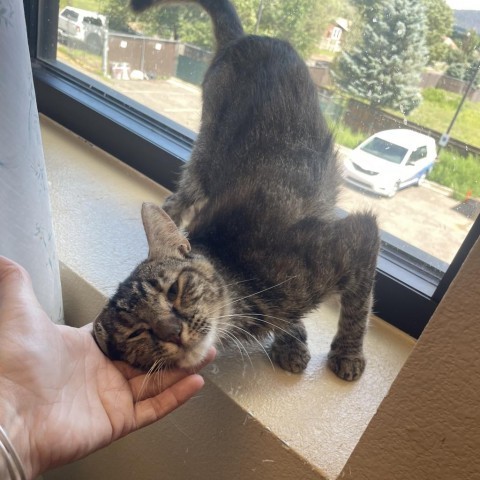 Enoch--Super sweet and loving!, an adoptable Domestic Short Hair in Flagstaff, AZ, 86004 | Photo Image 2