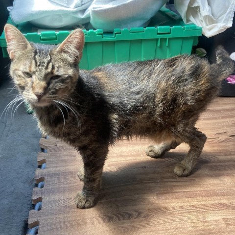 Enoch--Super sweet and loving!, an adoptable Domestic Short Hair in Flagstaff, AZ, 86004 | Photo Image 3