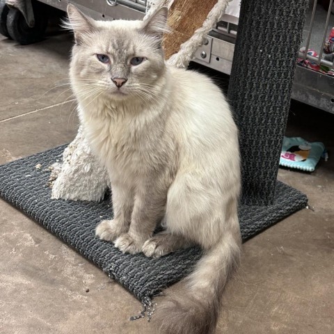 Quan Ming -Handsome sweetheart!, an adoptable Domestic Long Hair, Domestic Short Hair in Flagstaff, AZ, 86004 | Photo Image 1