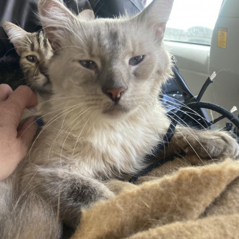 Quan Ming -Handsome sweetheart!, an adoptable Domestic Long Hair, Domestic Short Hair in Flagstaff, AZ, 86004 | Photo Image 2