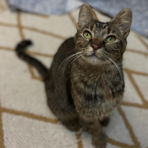 Tofutti-Gentle and sweet!, an adoptable Domestic Short Hair in Flagstaff, AZ, 86004 | Photo Image 1