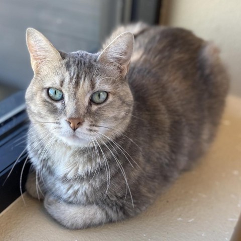 Honey Bunny-Fun and playful!, an adoptable Domestic Short Hair in Flagstaff, AZ, 86004 | Photo Image 1