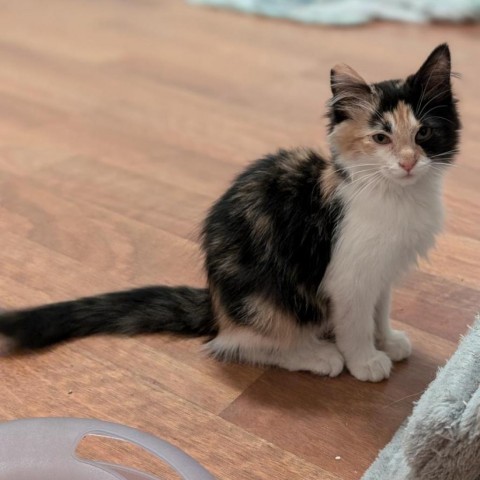 Pinky w Floyd- Good with Calm Dogs & Kids! Adopt $50, an adoptable Domestic Short Hair in Flagstaff, AZ, 86004 | Photo Image 1