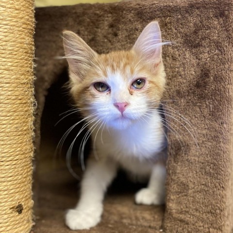 Floyd w/ Pinky -Good with dogs, cats, and kids! Adopt $50, an adoptable Domestic Short Hair in Flagstaff, AZ, 86004 | Photo Image 1