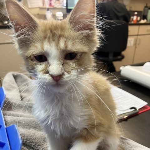 Floyd w/ Pinky -Good with dogs, cats, and kids! Adopt $50, an adoptable Domestic Short Hair in Flagstaff, AZ, 86004 | Photo Image 3