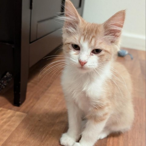 Floyd w/ Pinky -Good with dogs, cats, and kids! Adopt $50, an adoptable Domestic Short Hair in Flagstaff, AZ, 86004 | Photo Image 4