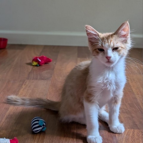 Floyd w/ Pinky -Good with dogs, cats, and kids! Adopt $50, an adoptable Domestic Short Hair in Flagstaff, AZ, 86004 | Photo Image 5