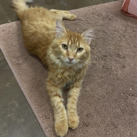 Shilo-Loves to cuddle w/ friends!, an adoptable Domestic Medium Hair, Domestic Short Hair in Flagstaff, AZ, 86004 | Photo Image 1