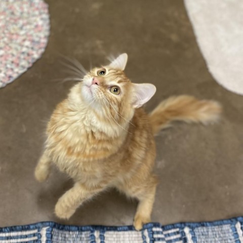 Shilo-Loves to cuddle w/ friends!, an adoptable Domestic Medium Hair, Domestic Short Hair in Flagstaff, AZ, 86004 | Photo Image 3