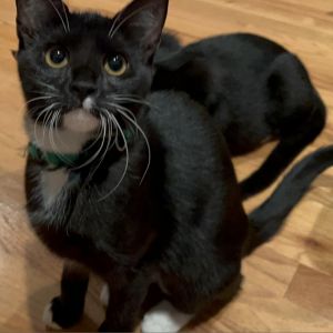 Lea, Adult Female Domestic Short Hair
