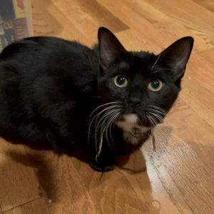 Lucy is a sweet shy loveable little lady who has always lived in her siblings