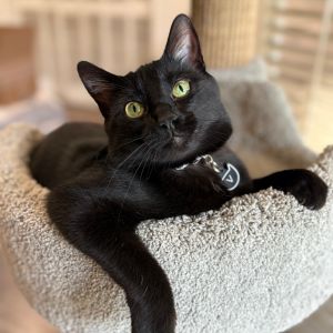 Veronica Domestic Short Hair Cat