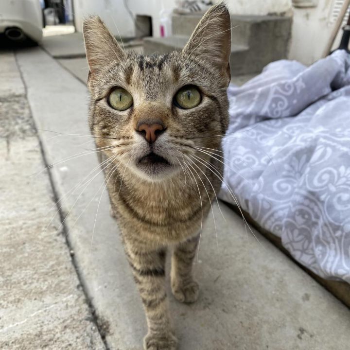 Okra 1