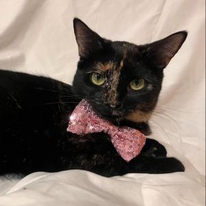 She is the perfect kitten She is calm quiet and very sweet She can be timid 