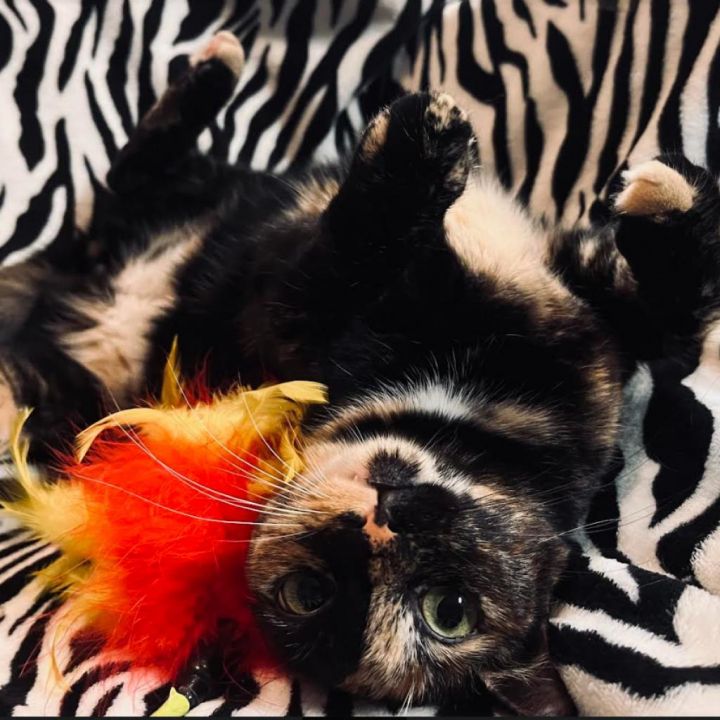 Harley 1