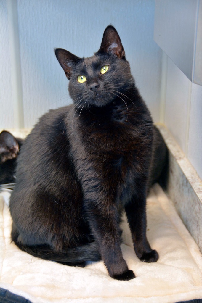 COBBLE Cat, an adoptable Domestic Short Hair in New Bern, NC, 28563 | Photo Image 1