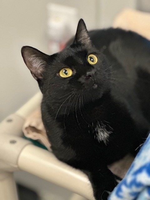 COBBLE Cat, an adoptable Domestic Short Hair in New Bern, NC, 28563 | Photo Image 2