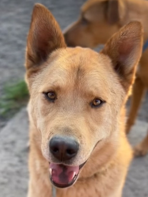 Hatchi *READ ENTIRE DESCRIPTION*, an adoptable Husky in Spokane, WA, 99205 | Photo Image 1