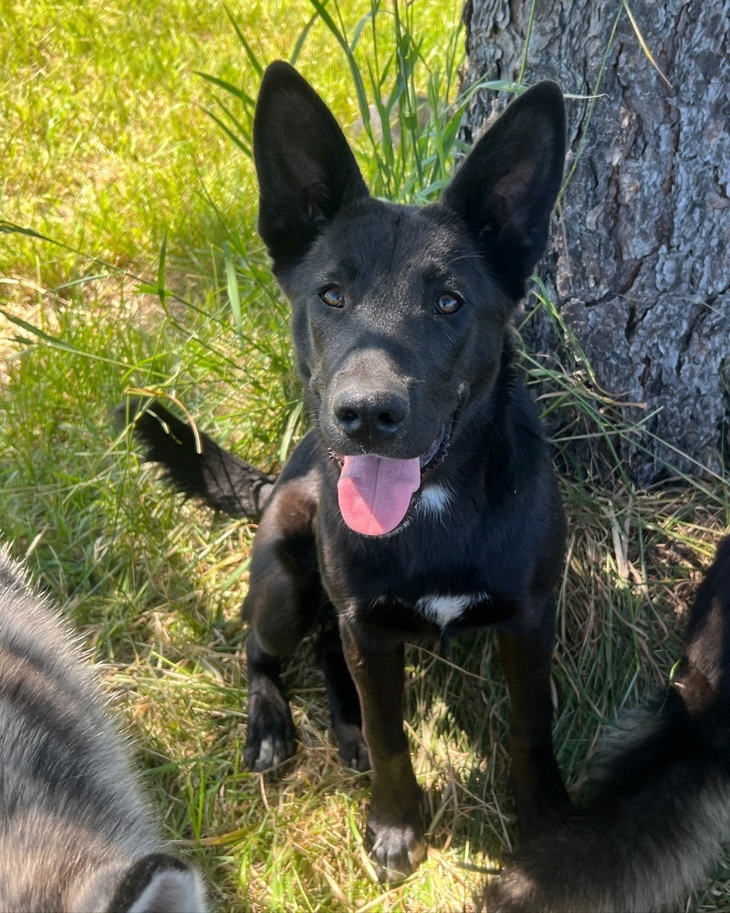 Willa, an adoptable Shepherd, Labrador Retriever in Spokane, WA, 99205 | Photo Image 1