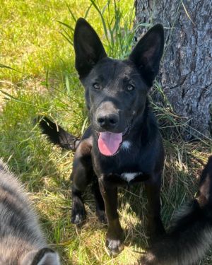 PLEASE COMPLETELY READ THE ENTIRE DESCRIPTION We are a foster home based rescue organization Only 