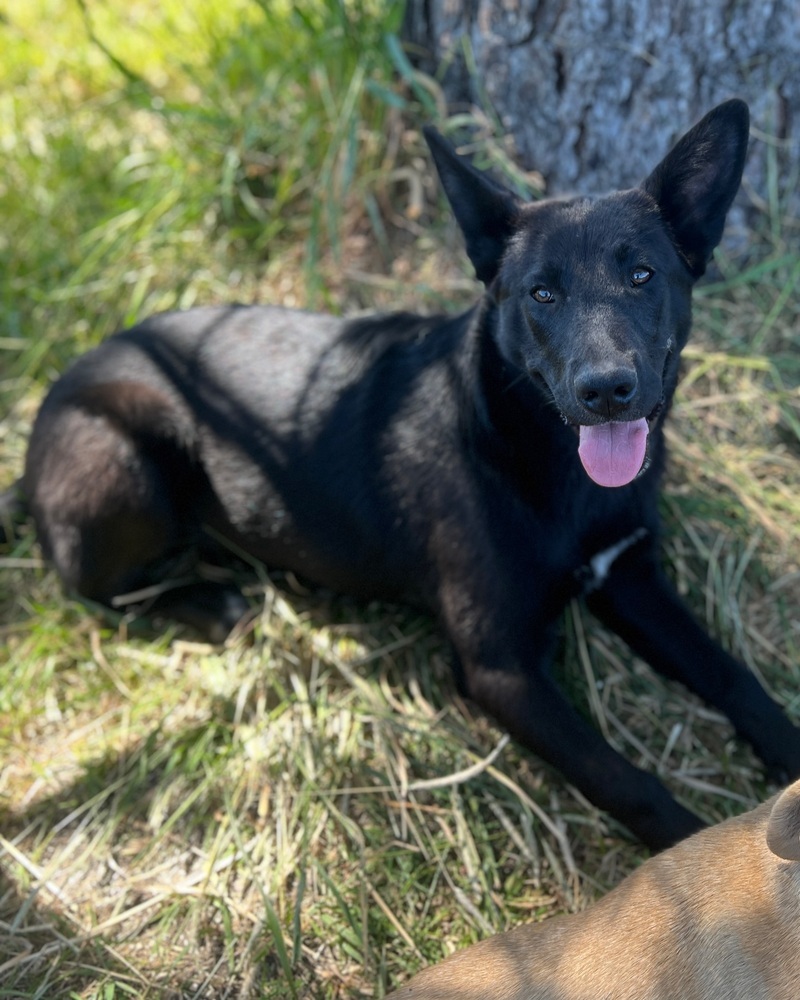 Willa, an adoptable Shepherd, Labrador Retriever in Spokane, WA, 99205 | Photo Image 2